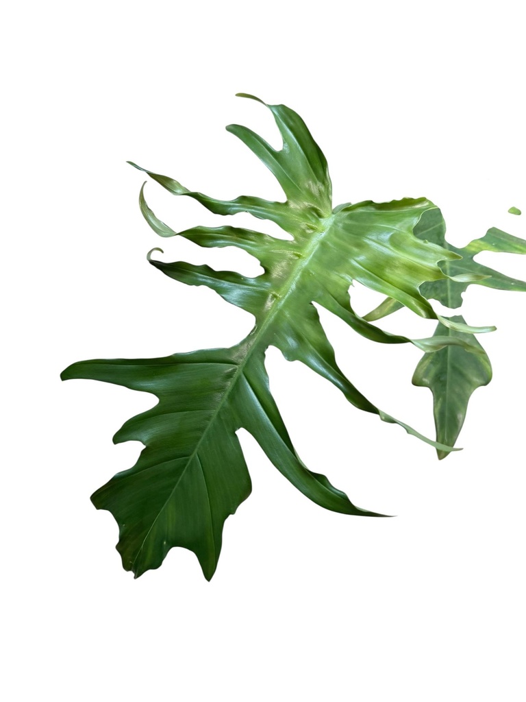 IMG_2602-Photoroom (1).jpeg