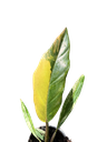 IMG_5928.png