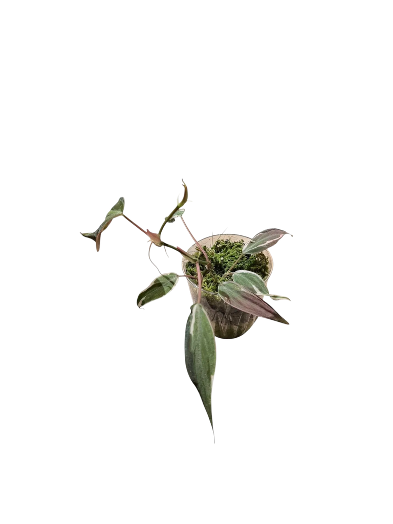IMG_3657-Photoroom.webp
