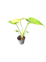 IMG_5800.png