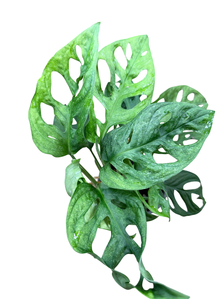 Adansonii Mint - 2