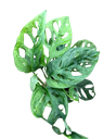 Adansonii Mint - 2