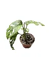 IMG_3668-Photoroom.webp