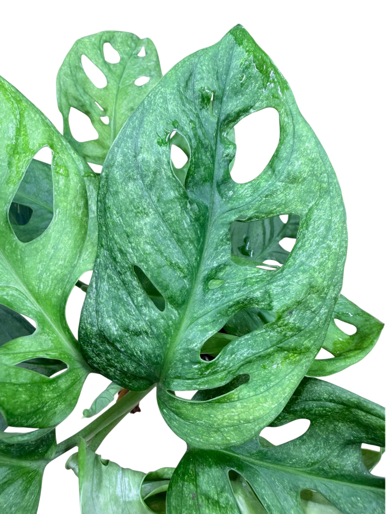 Adansonii Mint - 3 (détail)