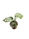 IMG_3667-Photoroom.webp