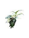 IMG_3960-Photoroom.webp
