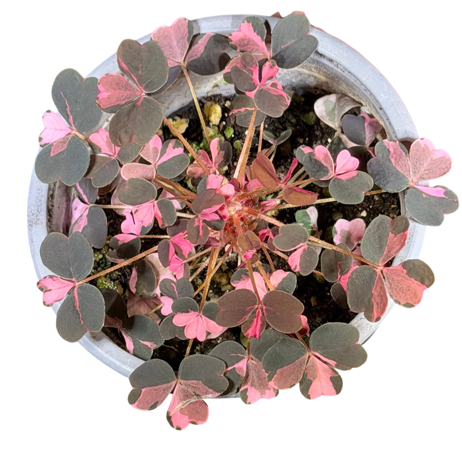 Oxalis triangularis Crazy Plume individu A — photo 2