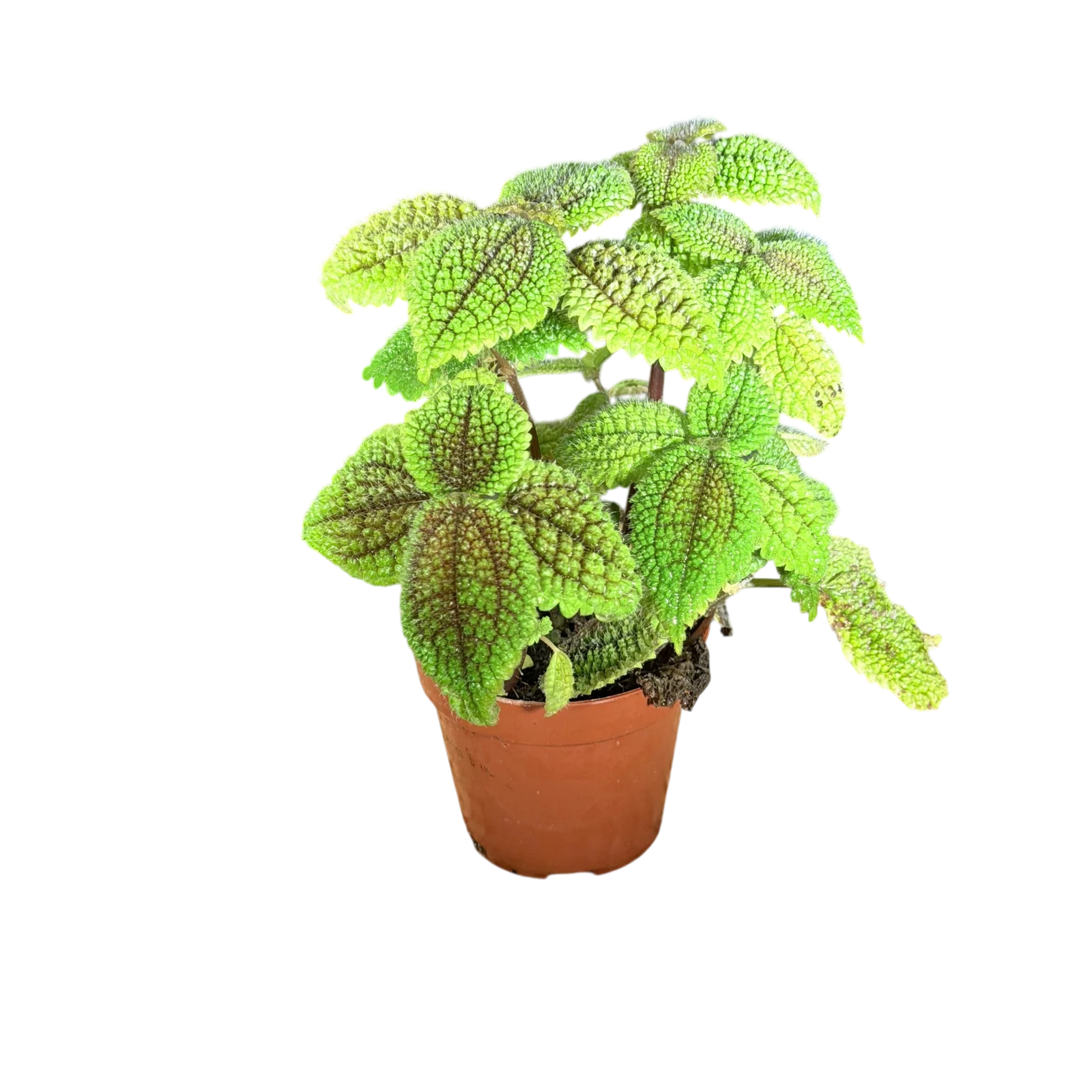 Pilea Moon Valley — photo 2