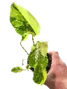 IMG_4176-Photoroom.webp