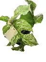 IMG_4203-Photoroom.webp