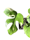 IMG_6012.png