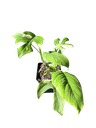 IMG_6011.png