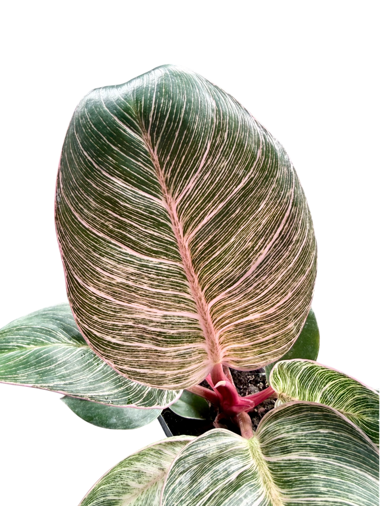 IMG_6410.png