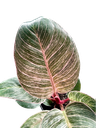 IMG_6410.png