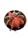 IMG_4242-Photoroom.webp