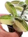IMG_4264-Photoroom.webp