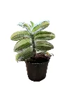 IMG_4258-Photoroom.webp