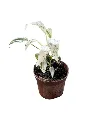 IMG_4193-Photoroom.webp