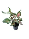 IMG_4742-Photoroom.webp