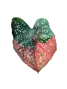 IMG_4787-Photoroom.webp