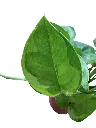 IMG_4796-Photoroom.webp