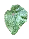 IMG_4812-Photoroom.webp