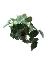 IMG_4810-Photoroom.webp