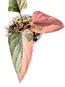 IMG_5012-Photoroom.webp