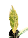 IMG_5930.png