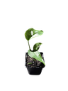 IMG_6258.png