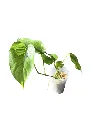 IMG_4998-Photoroom.webp