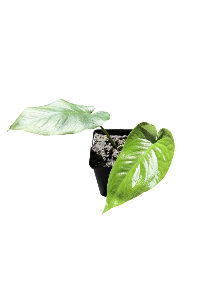 IMG_6249.png