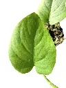 IMG_5003-Photoroom.webp