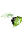 IMG_6249.png