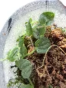 IMG_5027-Photoroom.webp