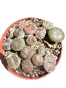 IMG_5161-Photoroom.webp