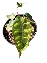 IMG_4981-Photoroom.webp