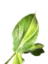 IMG_4984-Photoroom.webp