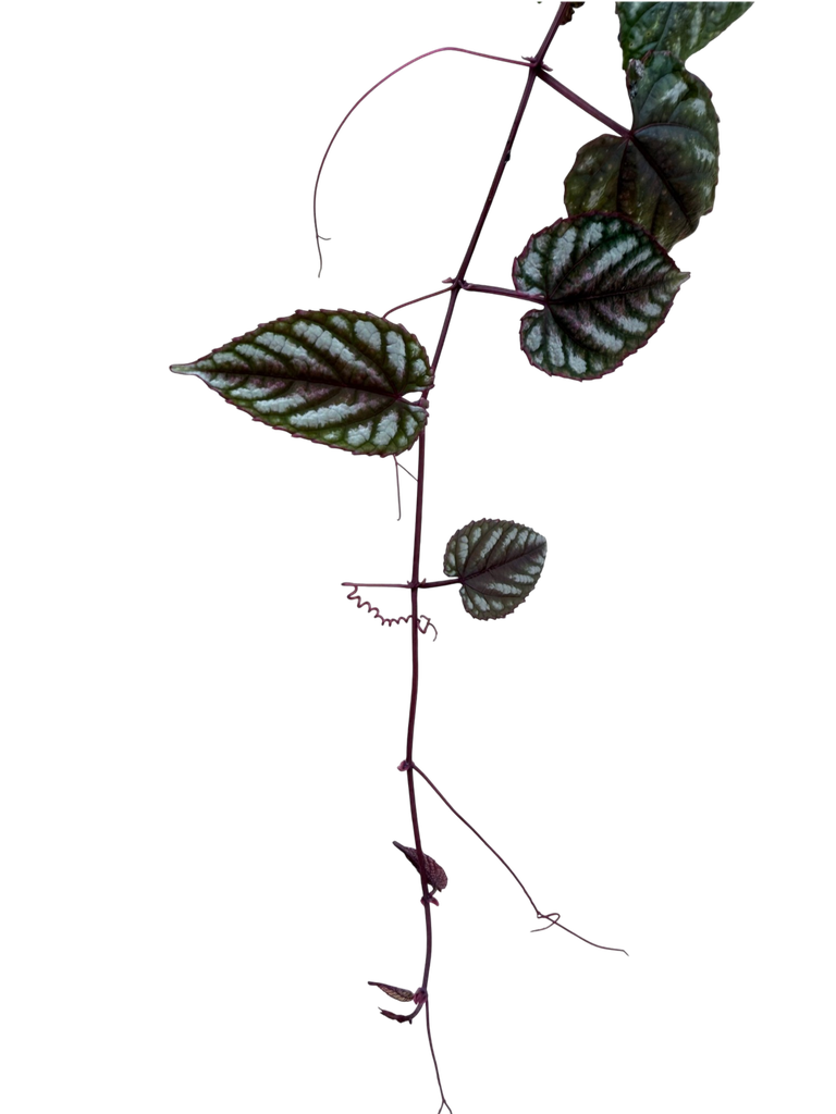 IMG_6185.png