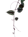 IMG_6185.png