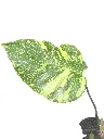 IMG_5197-Photoroom.webp