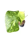 IMG_5211-Photoroom.webp