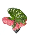 IMG_5221-Photoroom.webp