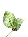 IMG_5244-Photoroom.webp