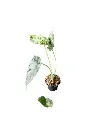 IMG_5243-Photoroom.webp