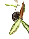 IMG_5227-Photoroom.webp