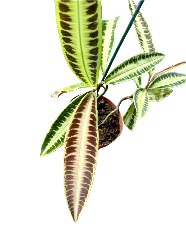IMG_6420.png