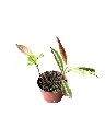 IMG_5225-Photoroom.webp