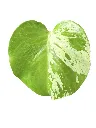 IMG_5214-Photoroom.webp