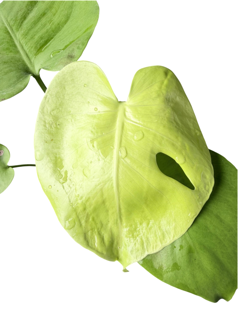 IMG_5799.png